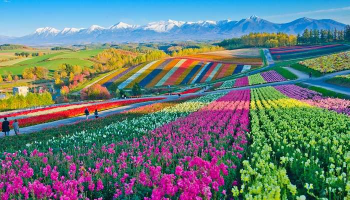 Explorez le magnifique jardin fleuri d'Hokkaido