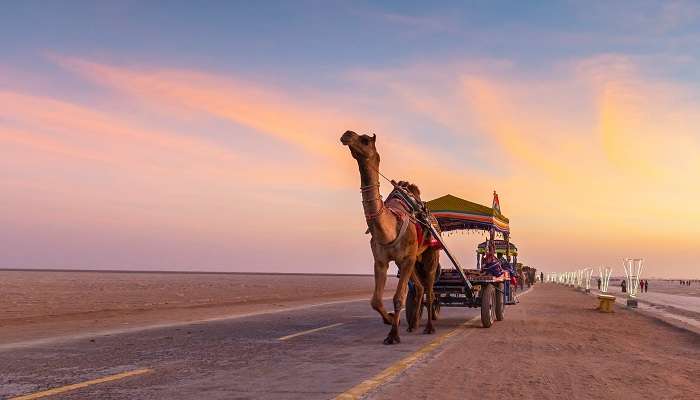 Balade à dos de chameau à Kutch