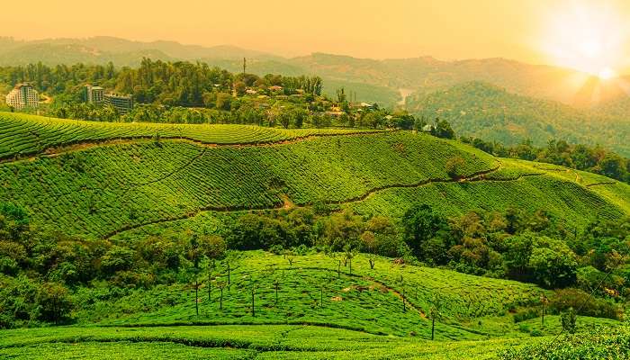 Kerala, célèbre pour ses plantations de thé et ses belles montagnes