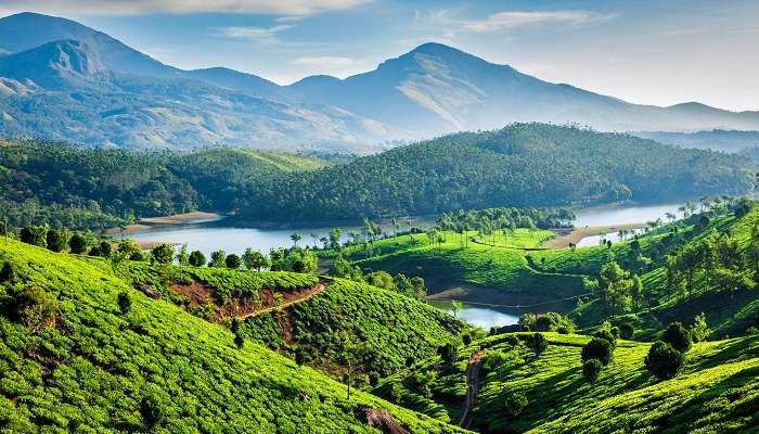 Belle vue sur les plantations de thé dans les collines de Munnar
