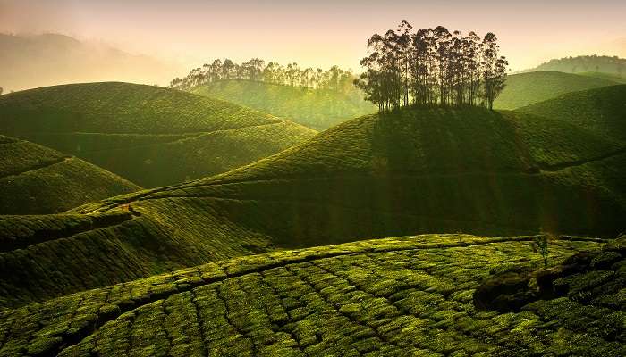 La vue pittoresque de Plantations de thé en Munnar, c'est l'une des meilleur lieux à visiter en mars en Inde