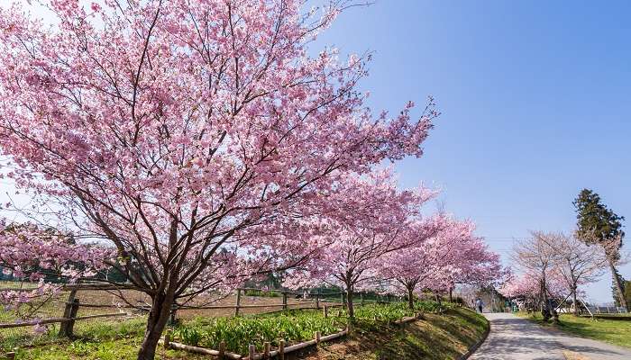 Le paysage du parc Hitsujiyama avec des cerisiers en fleurs, c'est l'un des meilleurs endroits à visiter au Japon 