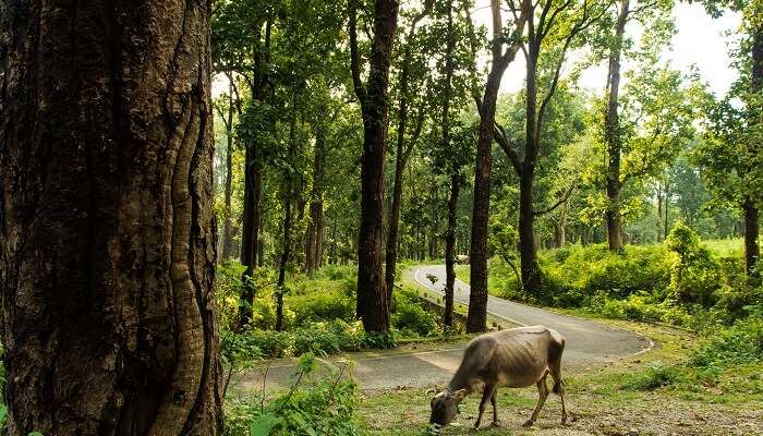 Explotrez la parc national de Rajaji, c'est l'un des meilleur lieux à visiter près de Chandigarh