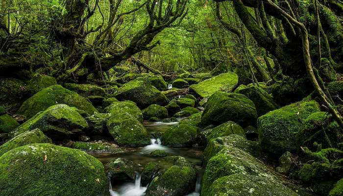Forêts enchantées de Yakushima, c'est l'un des meilleurs endroits à visiter au Japon
