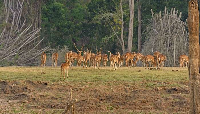 Cerfs repérés lors du Kabini Wildlife Safari