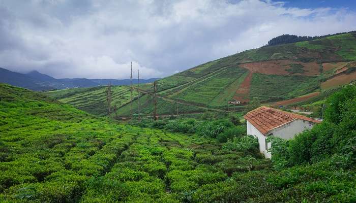 La vue verdoyante de montagne de Coorg, C'est l'une des meilleurs endroits à visiter à Karnataka    
