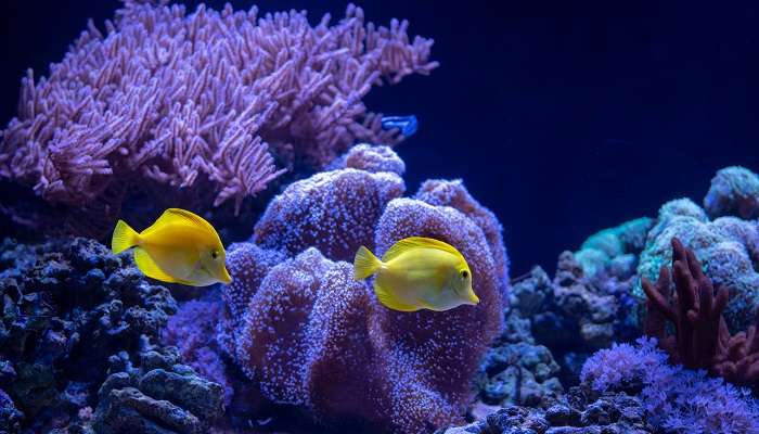 L'aquarium marin et le centre régional sont le plus grand aquarium intégré et l'un des meilleurs endroits à visiter à Digha.