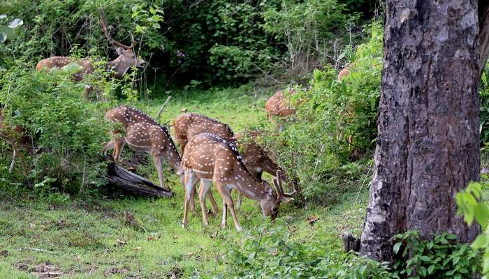 Explorez la Parc national de Bandipur, c'est l'une des meilleurs endroits à visiter à Karnataka 