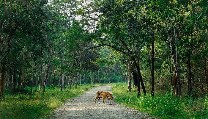 Habitat du tigre dans le parc Nagarhole au Karnataka