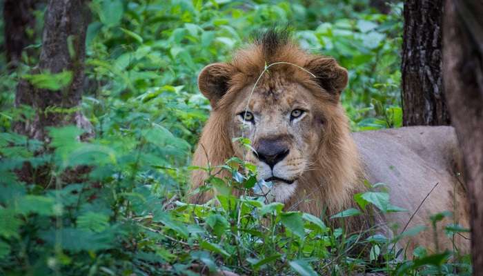 Le lion dans le parc en Shimoga, c'est l'une des  meilleurs endroits à visiter à Karnataka
