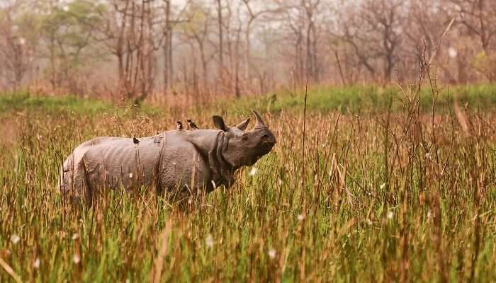 ओरंग राष्ट्रीय उद्यान असम के पर्यटन स्थल में घूमने के लिए सबसे अच्छी जगह है