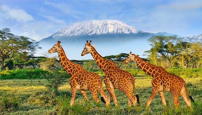 बजट अंतर्राष्ट्रीय यात्राएँ में केन्या घूमने के लिए सबसे कम बजट वाला देश है