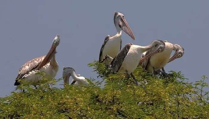 कोकरे बेल्लूर पक्षी अभयारण्य बेंगलुरु के आसपास एक दिन में देखने लायक जगहें में से एक है