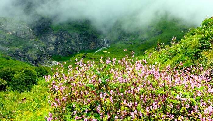 उत्तराखंड में घूमने के लिए स्थान में सबसे खूबसूरत जगहों में से एक है फूलों की घाटी