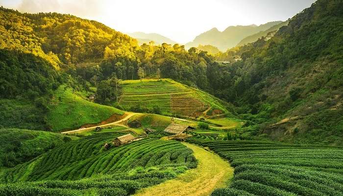vue du lever du soleil sur la plantation de thé
