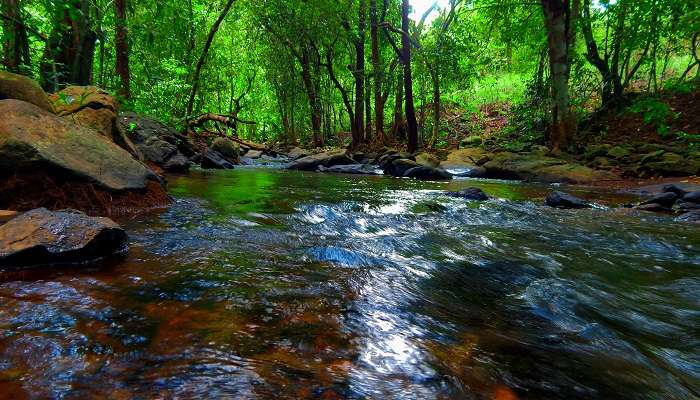 Un beau ruisseau d'eau dans les bois ​