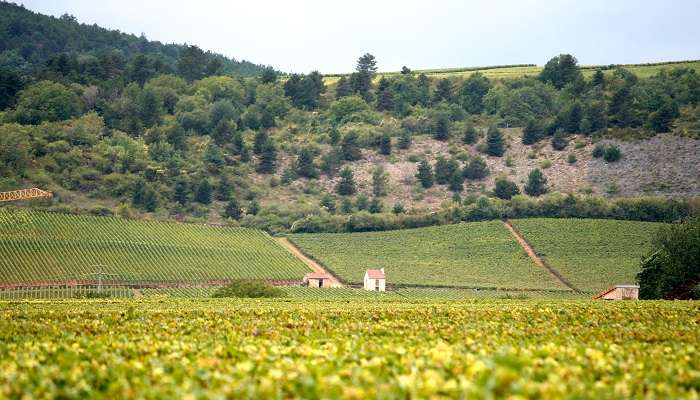Bourgogne, c'est l'une des endroits à visiter en France meilleur 