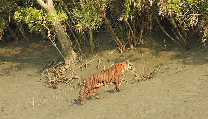 La parc national de  Sundarbans, c'est l'une des meilleur lieux à visiter à l'ouest du bengale