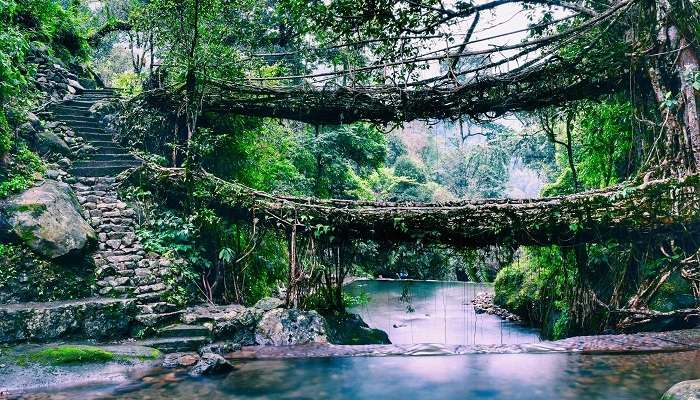 Ponts racines vivants de Meghalaya, l'un des endroits les plus visités en Inde