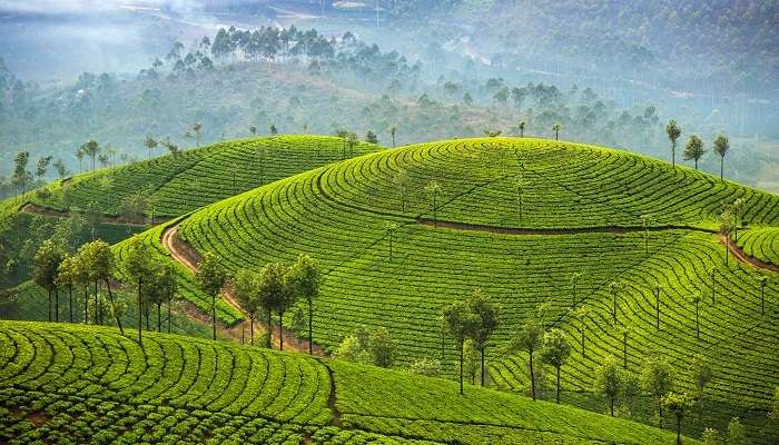 Plantations de thé à Munnar, c'est l'une des meilleur lieux à visiter en Inde