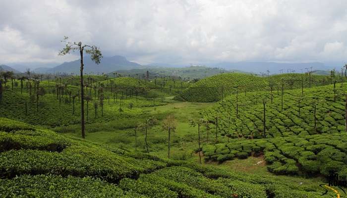 Plantations de thé à Valparai,  c'est l'endroits populaires à visiter à Tamil Nadu