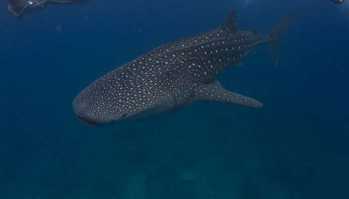 Exlorez la Whale Submarine aux maldives