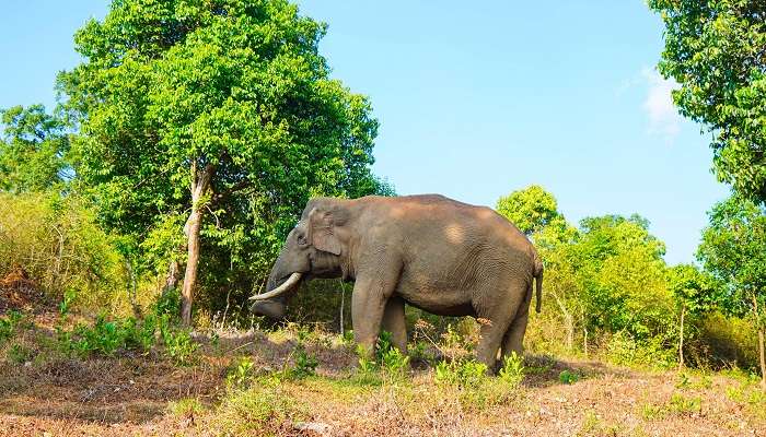 Kabinu Wildlife is one of the famous tourist places of Chennai.