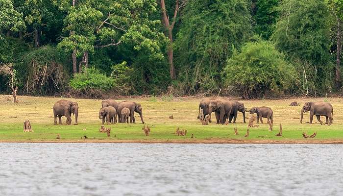 Nagarhole Tiger Reserve is one of the best places to visit in tourist destination near Chennai