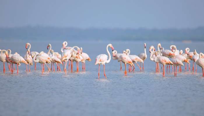 Pulicat is one of the best destinations for weekend holidays from Chennai