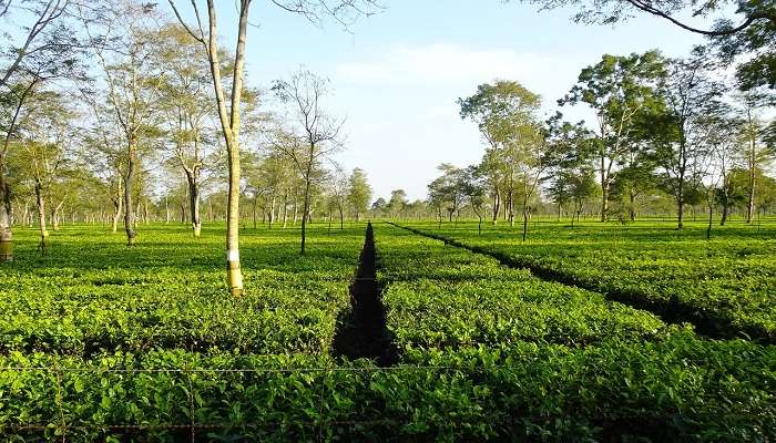 Centre de recherche sur le thé Tocklai, c'est l'une des meilleur  lieux touristiques en Assam