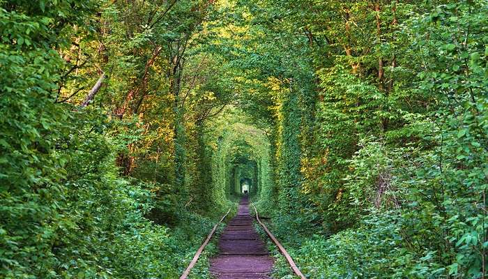 A shot capturing the scenic beauty of the tunnel of love