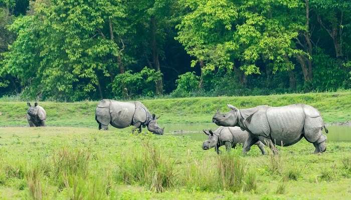 Parc national de Kaziranga, c'est l'une des  meilleur lieux touristiques en Assam 