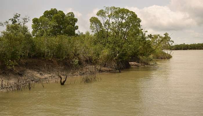 Sundarbans, c'est l'une des meilleur  escapades de week-end au départ de Kolkata