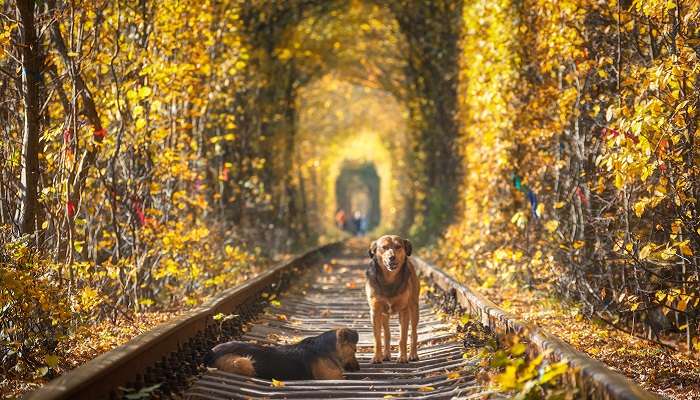 A magnificent sunset shot with the furry friends at the tunnel of love in Ukraine