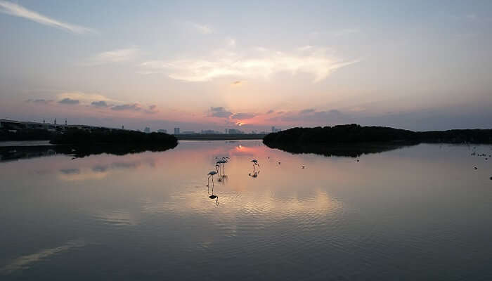 The scenic view of sunset and flamingo bird from one of the captivating places to visit in Umm Al Quwain. 