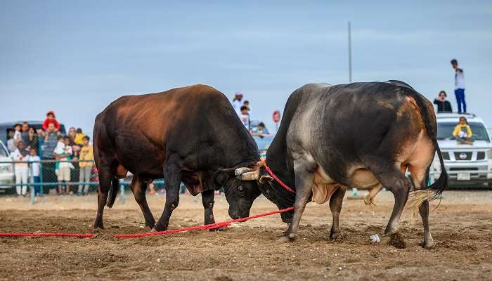 A thrilling view of bull fighting, an old tradition of Fujairah