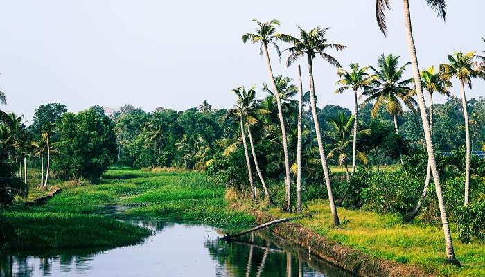 केरल के सबसे खूबसूरत स्थानों में से एक कुट्टनाड है
