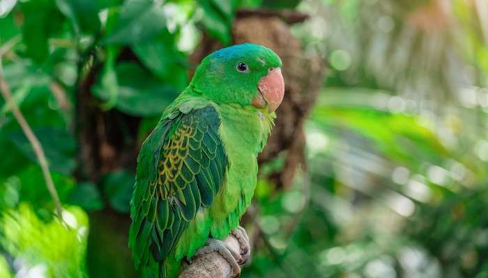 The Philippine green parrot sitting on a branch.