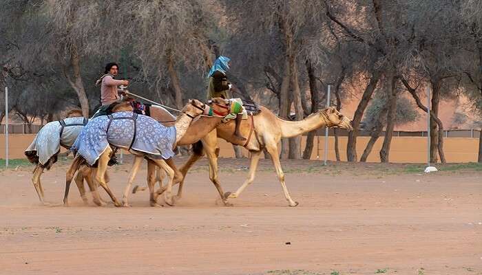 Watching Camel Race at Al Sawan Camel Track