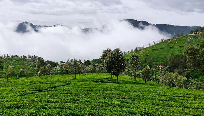 Belle vue sur les jardins de thé, coonoor,  C’est l’une des meilleurs lieux touristiques en Inde du Sud pendant l’été