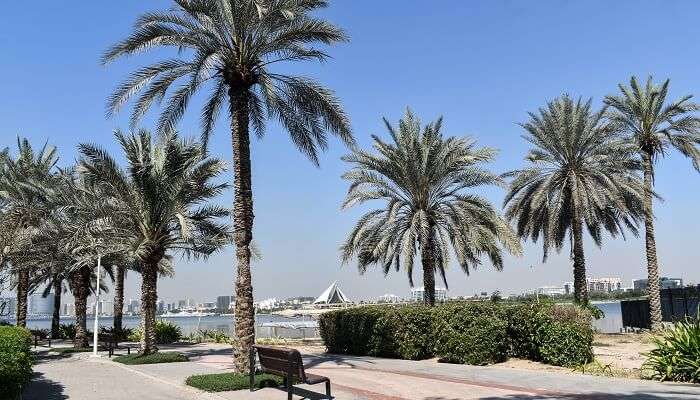 A shot showcasing the beauty of Creek Park near Dubai Festival City Mall