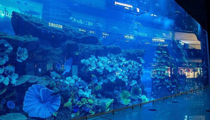View of Dubai Aquarium And Underwater Zoo- the largest indoor underwater aquarium and zoo