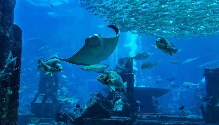 The view of the Aquarium, located at one of Dubai iconic buildings- Dubai Mall.