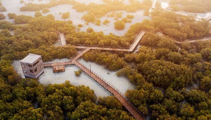 One of the hidden gems of Abu Dhabi, Jubail Mangrove Park is a scenic landscape to explore.
