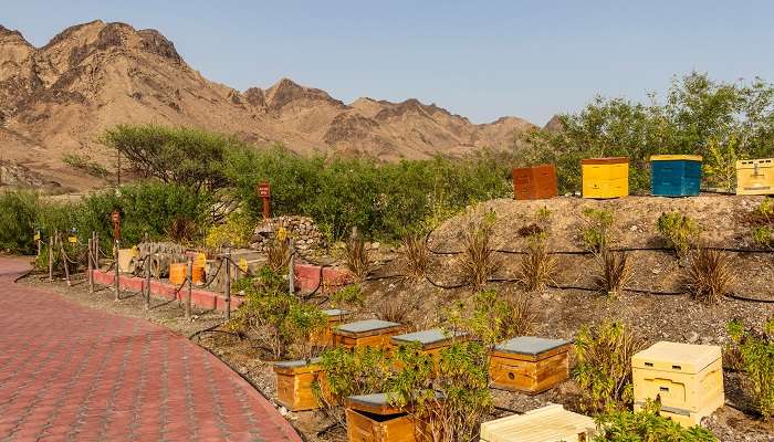 Hatta Honey Bee Discovery Center where you can have a close encounter with honey bees