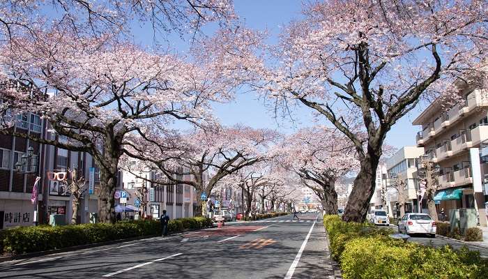 Ibaraki, C’est l’une des meilleur lieux à visiter en février dans le monde