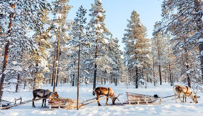 Laponie, C’est l’une des meilleur lieux à visiter en février dans le monde
