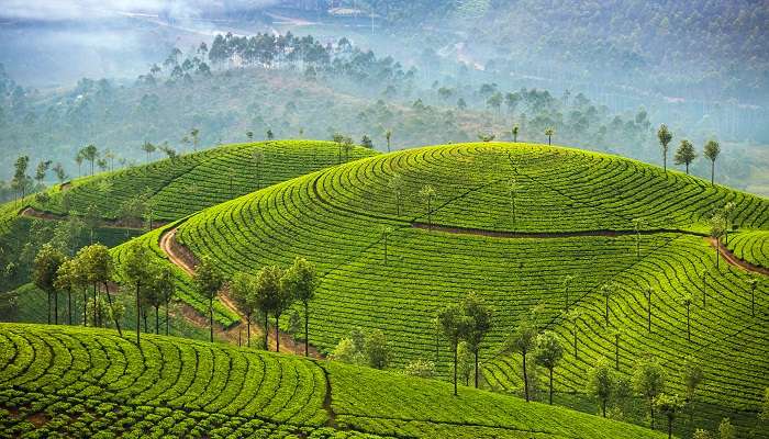 Plantations de thé à Munnar, Kerala,  C’est l’une des meilleurs lieux touristiques en Inde du Sud pendant l’été