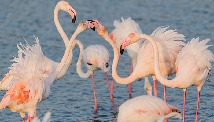 Caribbean pink flamingo at Ras Al Khor Wildlife Sanctuary near Dubai Festival City Mall
