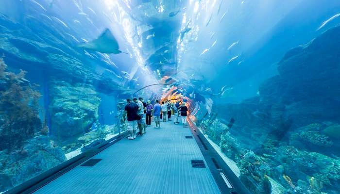 A majestic view of Dubai Aquarium features countless species of aquatic creatures